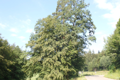 P7170179